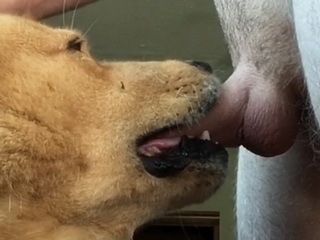 คนXสัตว์ เจ้าของจัญไรเย็ดปากหมาบังคับให้หมาอมควยเอาควยยัดปากเจ้าตูบแทบหายใจไม่ออก