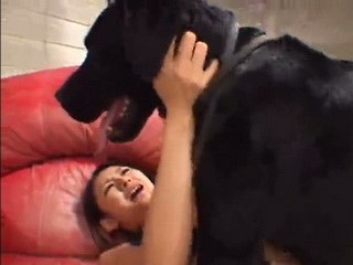หนังAVคนกับสัตว์ญี่ปุ่น จับหมาดำควยแดงเย็ดหีสาวดาวโป๊โคตรสวยร้องลั่นครางเสียว เคลิ้มจนจูบปากแลกลิ้นกับหมา